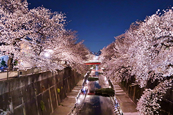 中板橋駅「石神井川の桜」