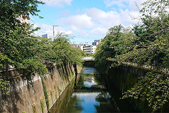 中板橋駅「石神井川の桜」