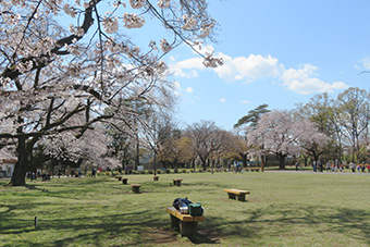 花小金井駅「桜の名所」