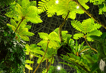 新木場駅「夢の島熱帯植物館」