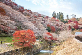 愛知県豊田市小原町の四季桜