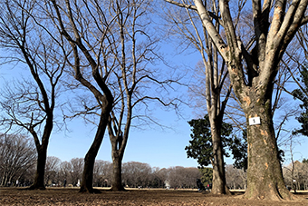 都立小金井公園