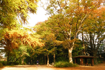 石神井公園