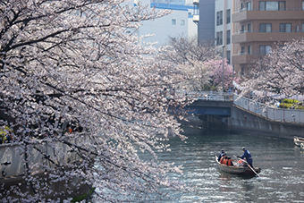 大横川沿いの桜