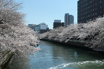 大横川沿いの桜