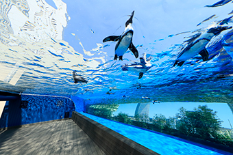池袋駅「池袋・サンシャイン水族館」