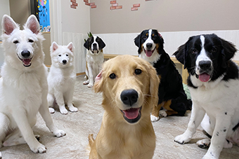 瑞江駅「大型犬ふれあいカフェ　ほっとひと犬」