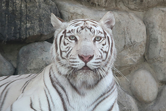 東武動物公園駅「ハイブリッド・レジャーランド　東武動物公園」