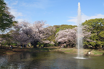 代々木公園駅「代々木公園」