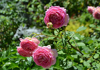 makuhariE_flower_02.jpg