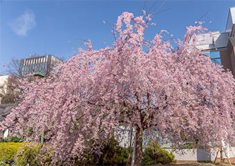 nihonbashi_B_koen_02_linetouka.jpg