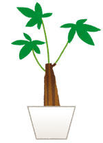 plant_pakira.jpg