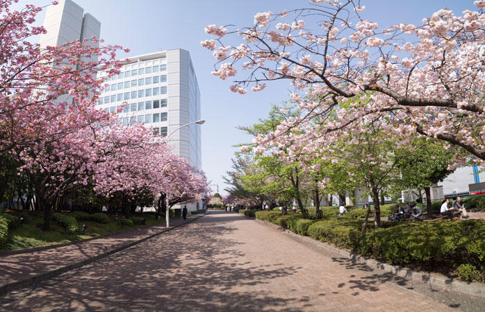 東京流通センターの景観を彩る桜