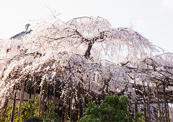 urawa_C_gyokuzoin_02_linetouka.jpg